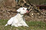 DOGUE ARGENTIN 514